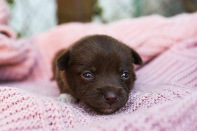 Cute puppy on pink knitted blanket, closeup