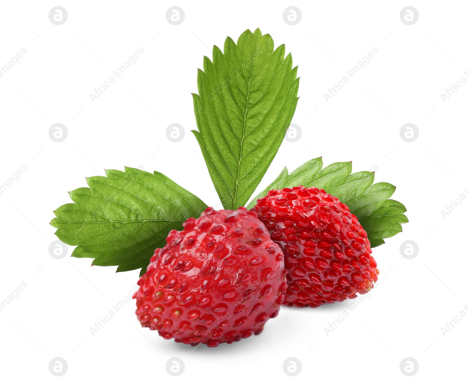 Image of Fresh ripe wild strawberries with green leaves isolated on white