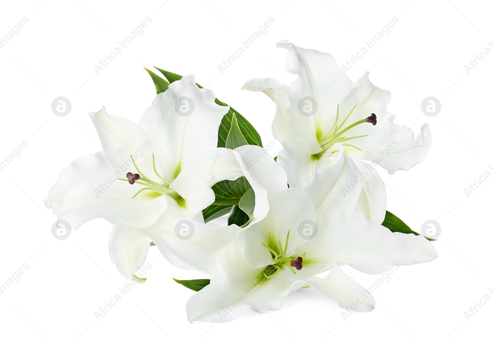 Photo of Beautiful lilies on white background. Funeral flowers
