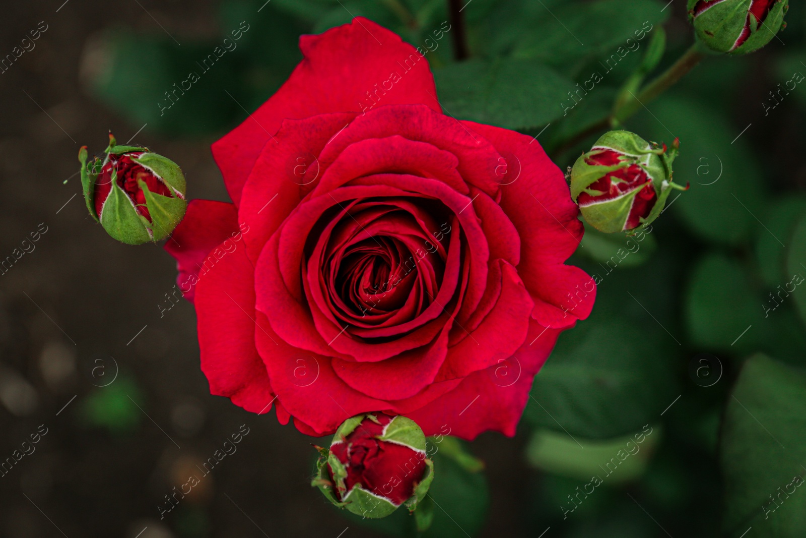 Photo of Closeup view of beautiful blooming rose bush outdoors