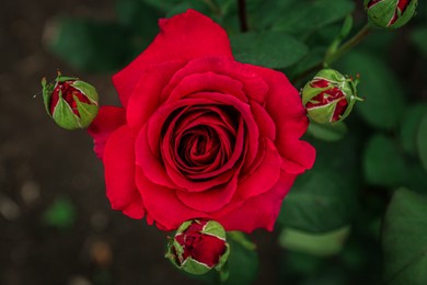 Photo of Closeup view of beautiful blooming rose bush outdoors