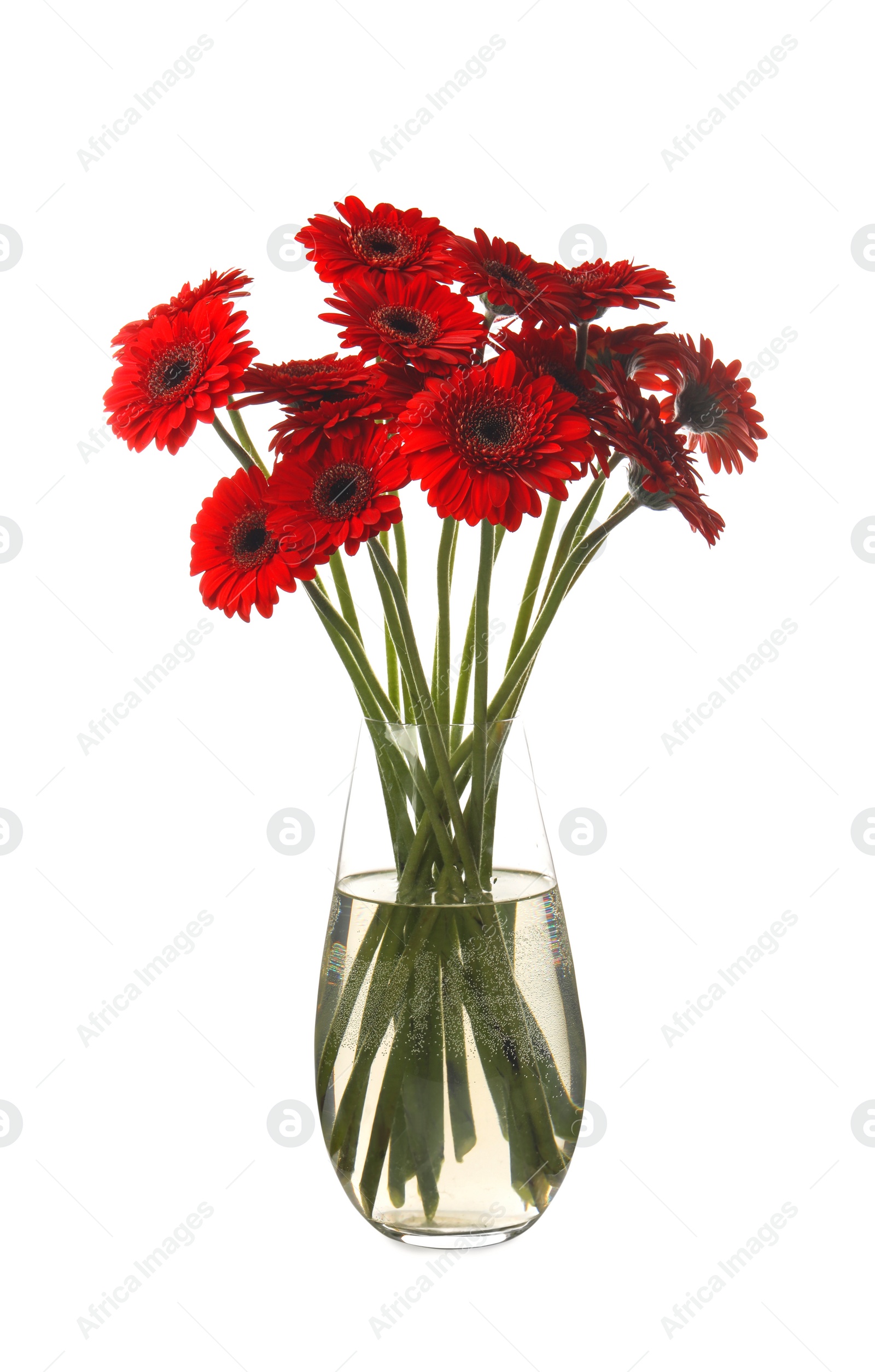 Photo of Bouquet of beautiful red gerbera flowers in glass vase on white background