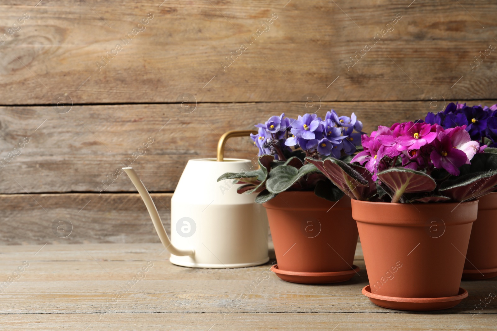 Photo of Beautiful potted violets and watering can on wooden table. Plants for house decor