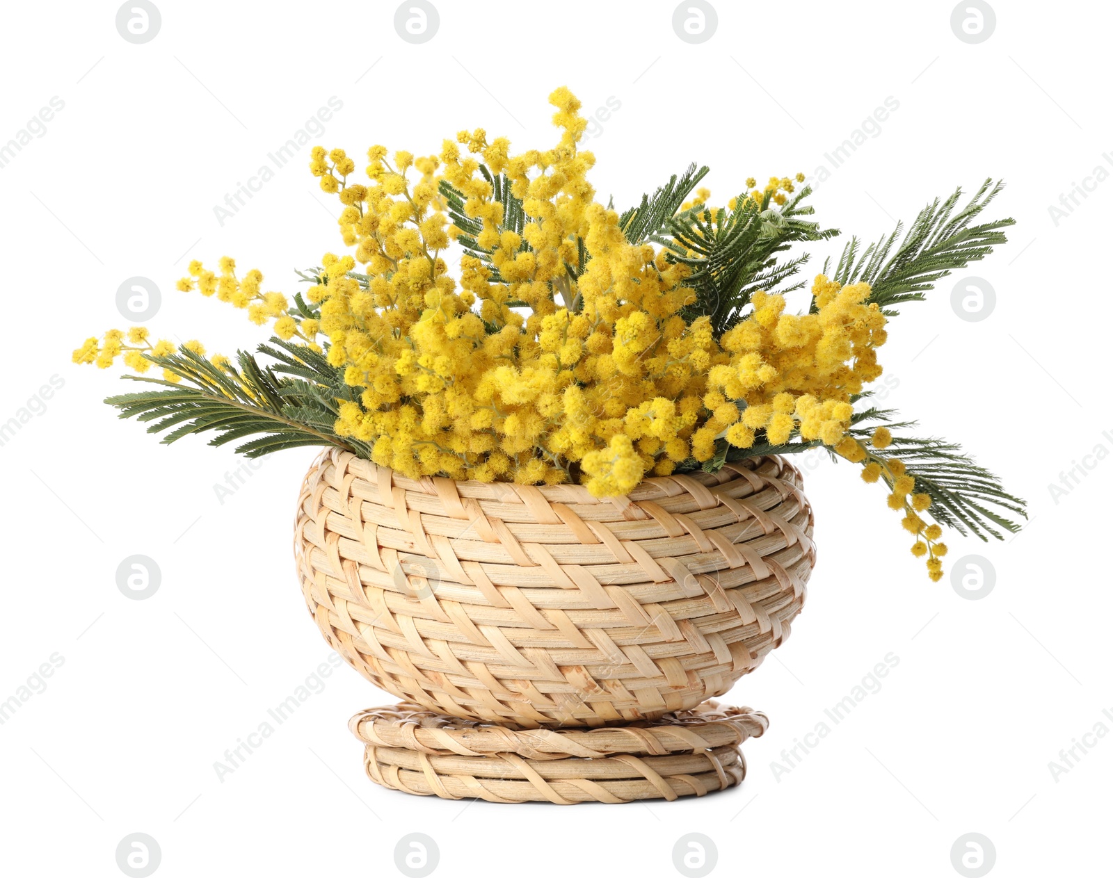 Photo of Beautiful yellow mimosa flowers in wicker box isolated on white