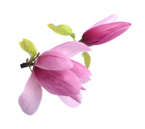 Photo of Beautiful pink magnolia flowers isolated on white