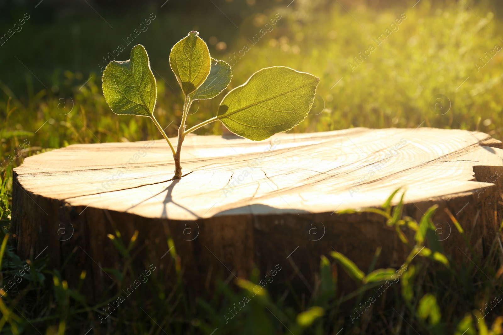 Photo of Green seedling growing out of stump outdoors on sunny day. New life concept