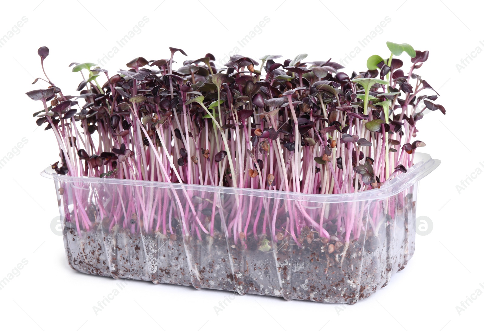 Photo of Fresh organic microgreen in plastic container on white background