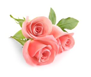 Photo of Beautiful roses on white background