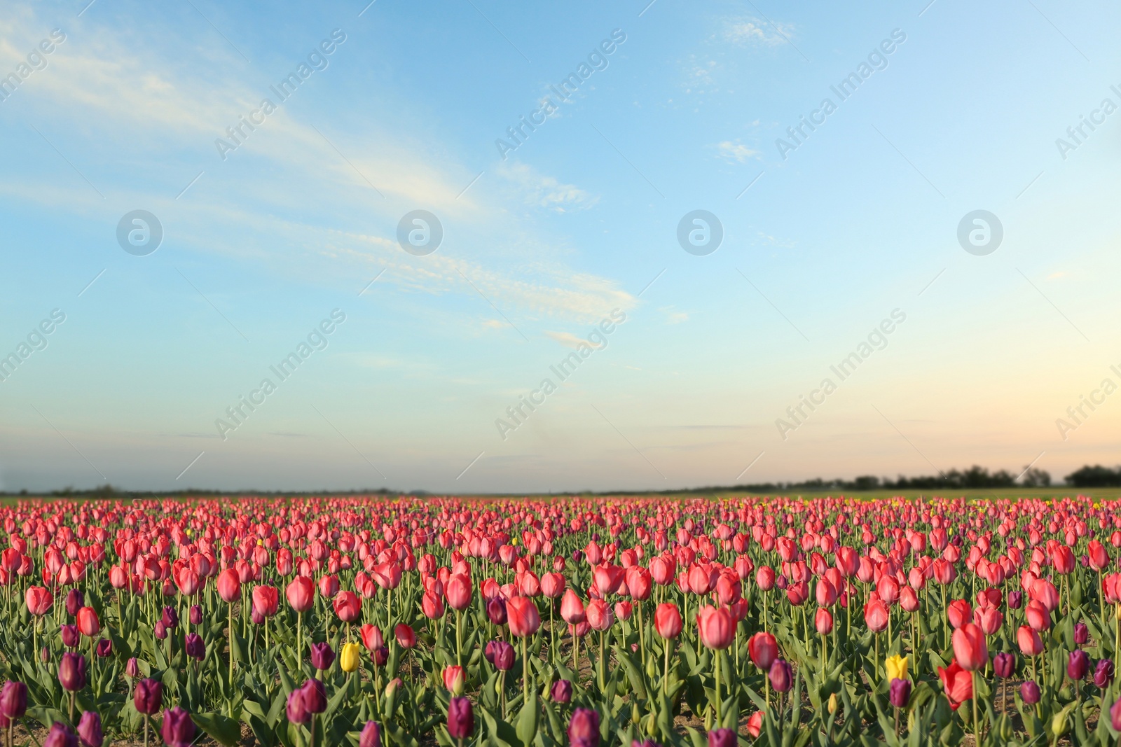 Photo of Field with fresh beautiful tulips. Blooming flowers