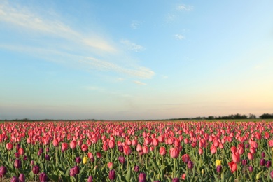 Photo of Field with fresh beautiful tulips. Blooming flowers