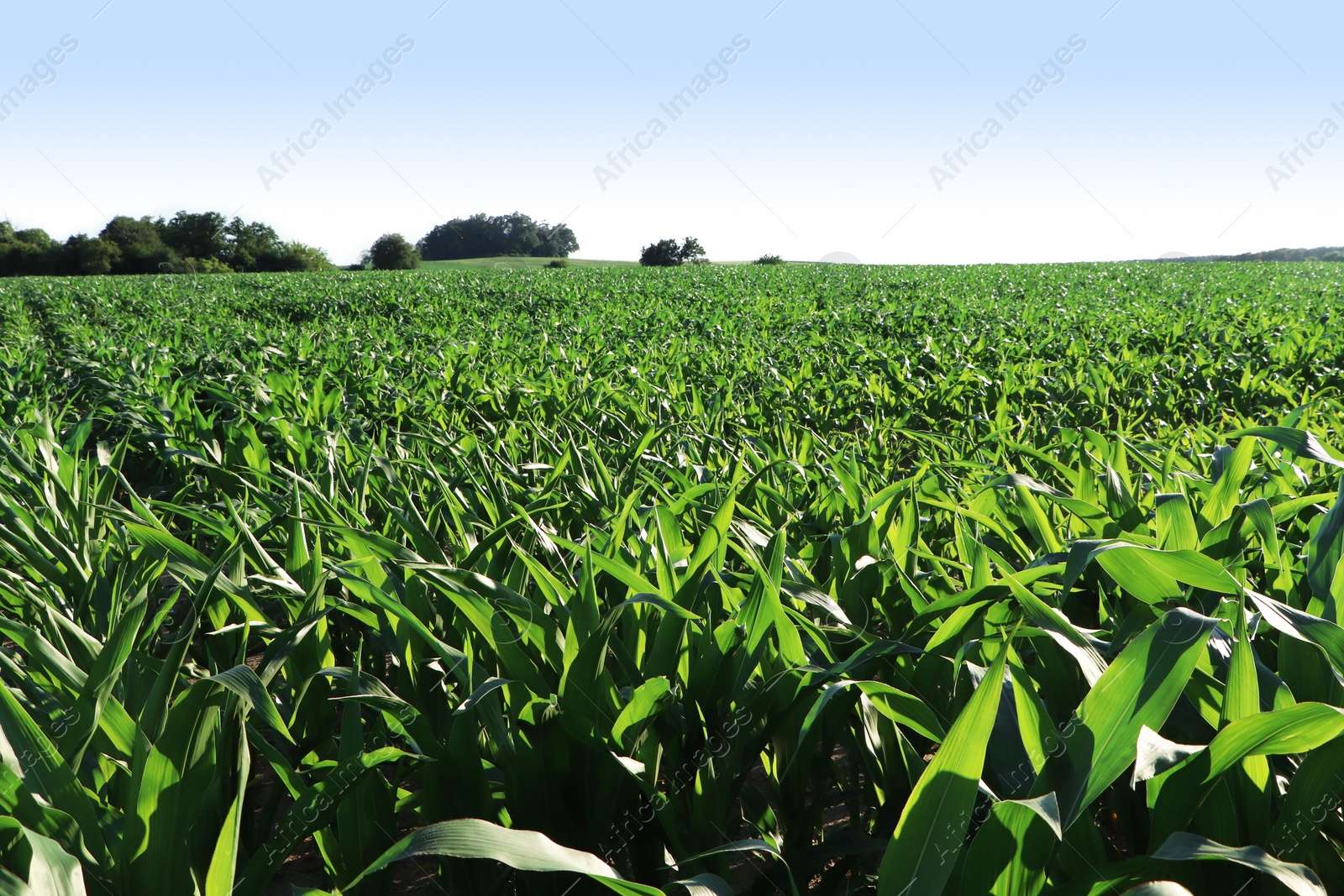 Photo of Beautiful agricultural field with green corn plants on sunny day