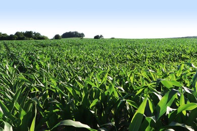 Photo of Beautiful agricultural field with green corn plants on sunny day