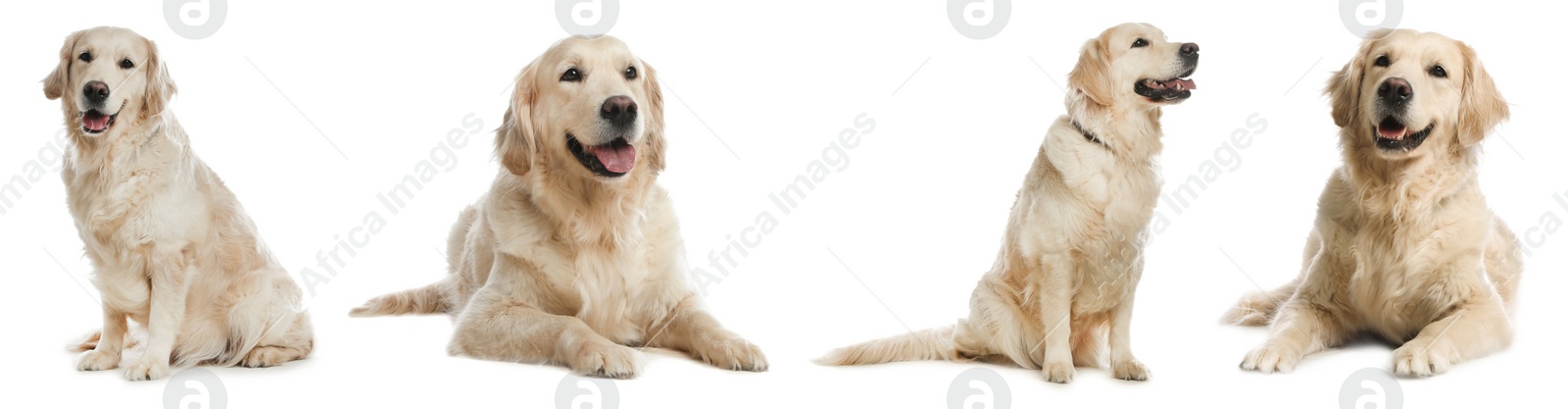 Image of Collage with photos of cute dog on white background. Banner design