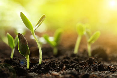 Image of Sunlit young vegetable plants grown from seeds in soil, closeup. Space for text