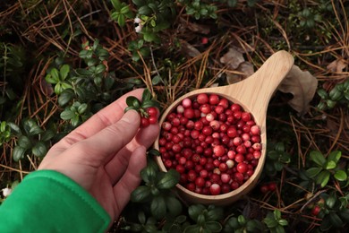 Woman picking up tasty lingonberries near wooden cup outdoors, top view