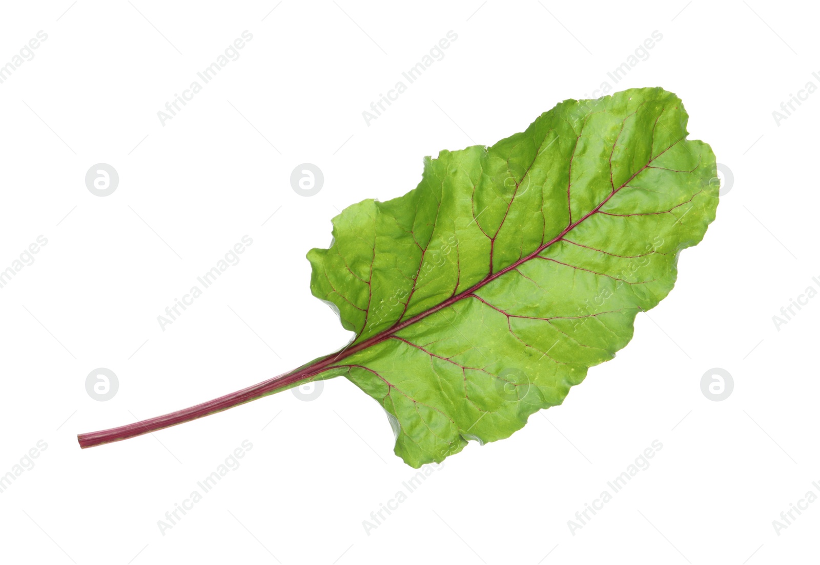 Photo of Green leaf of beet on white background