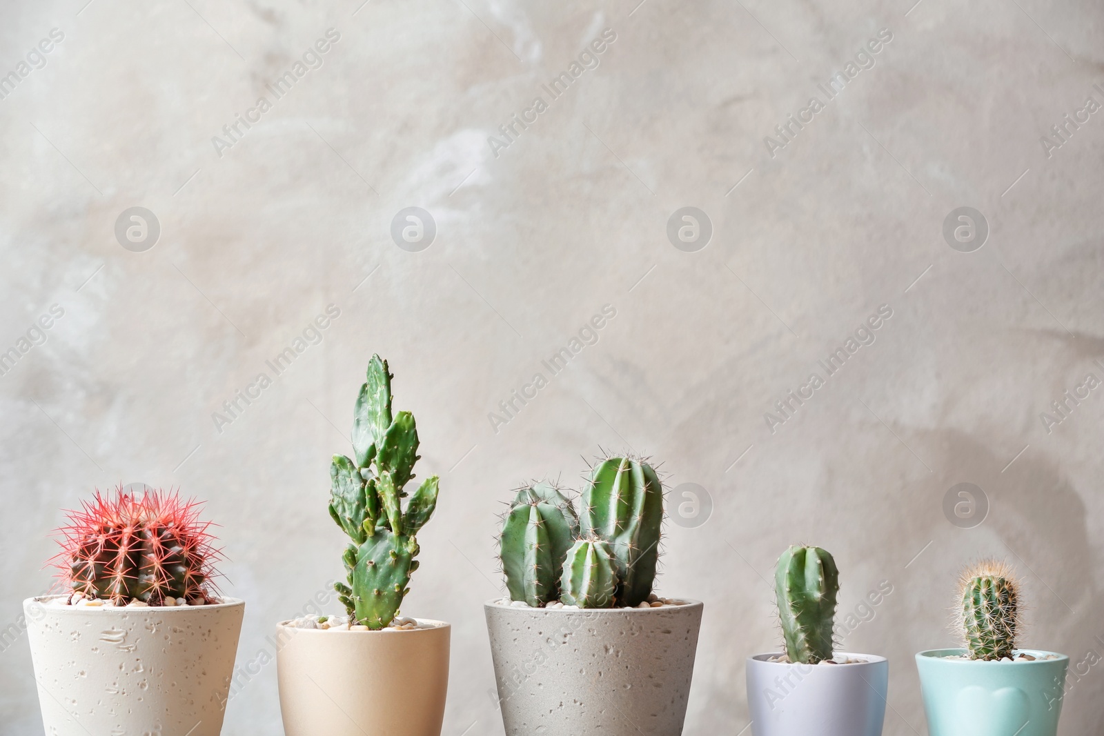 Photo of Beautiful cactuses in pots on light background