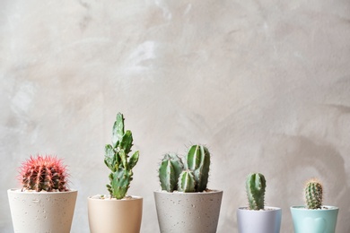 Photo of Beautiful cactuses in pots on light background