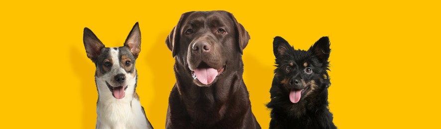 Image of Happy pets. Cute dogs smiling on yellow background, banner design. Adorable chocolate Labrador Retriever and mongrels