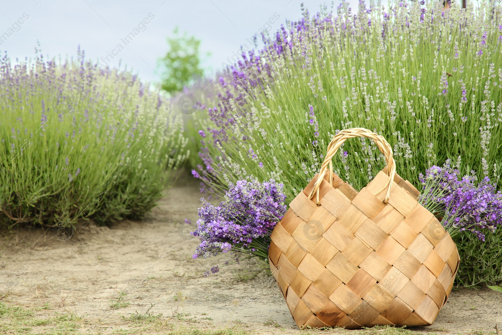 Photo of Wicker bag with beautiful lavender flowers in field