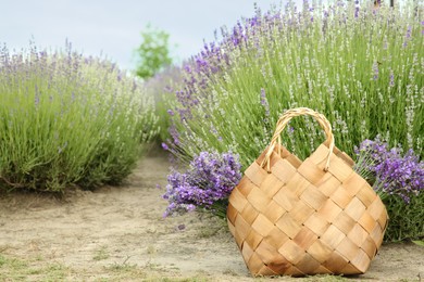 Photo of Wicker bag with beautiful lavender flowers in field