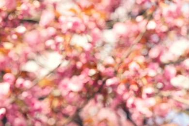 Blurred view of beautiful tree with pink blossom outdoors. Bokeh effect