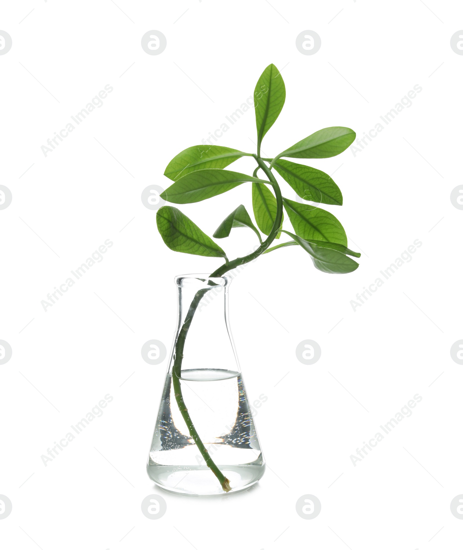 Photo of Flask with exotic plant isolated on white. Organic chemistry