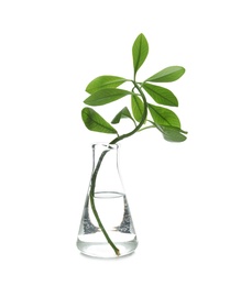 Photo of Flask with exotic plant isolated on white. Organic chemistry