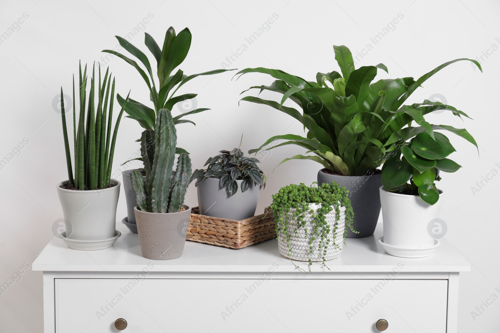 Photo of Green houseplants in pots on chest of drawers near white wall