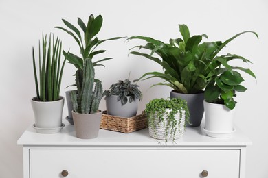 Photo of Green houseplants in pots on chest of drawers near white wall