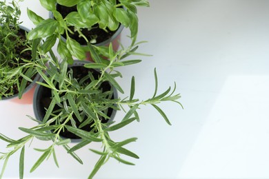 Photo of Different fresh potted herbs on windowsill indoors, above view. Space for text