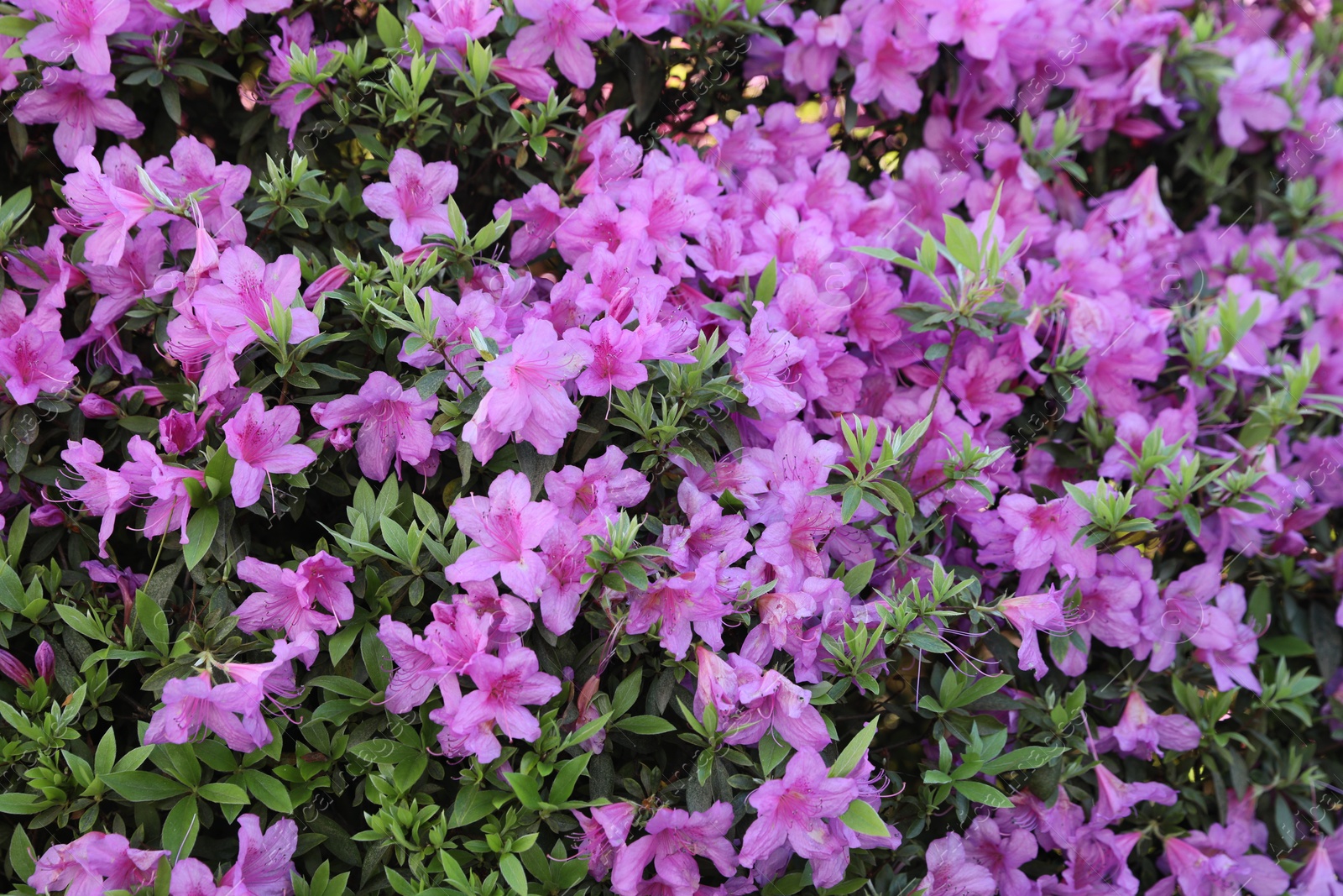 Photo of Beautiful Rhododendron bush with pink flowers growing outdoors