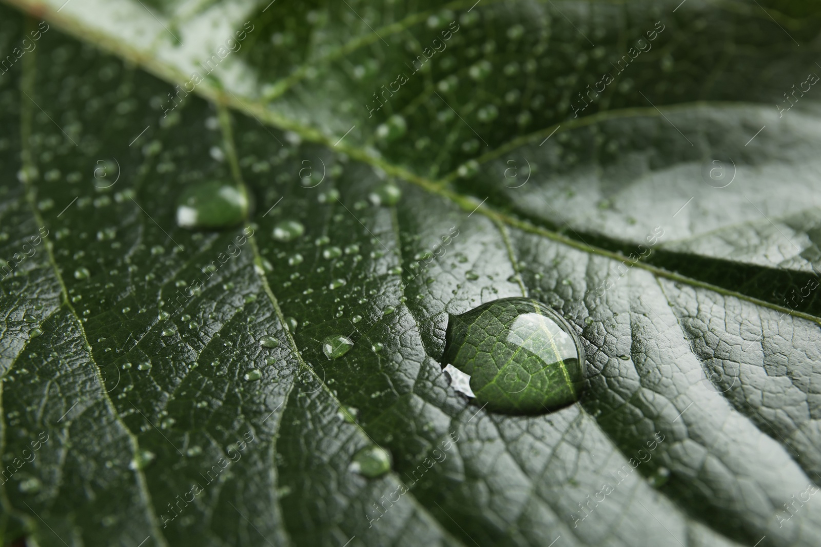 Photo of Beautiful green leaf with water drops, closeup