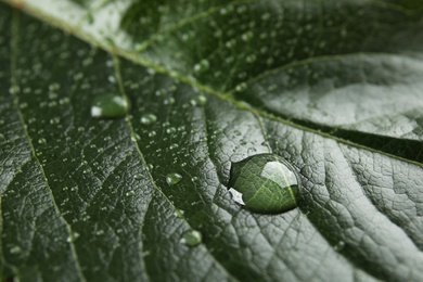 Photo of Beautiful green leaf with water drops, closeup