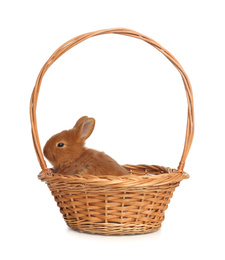 Adorable fluffy bunny in wicker basket isolated on white. Easter symbol