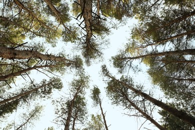 Photo of Beautiful pine forest with young trees, bottom view