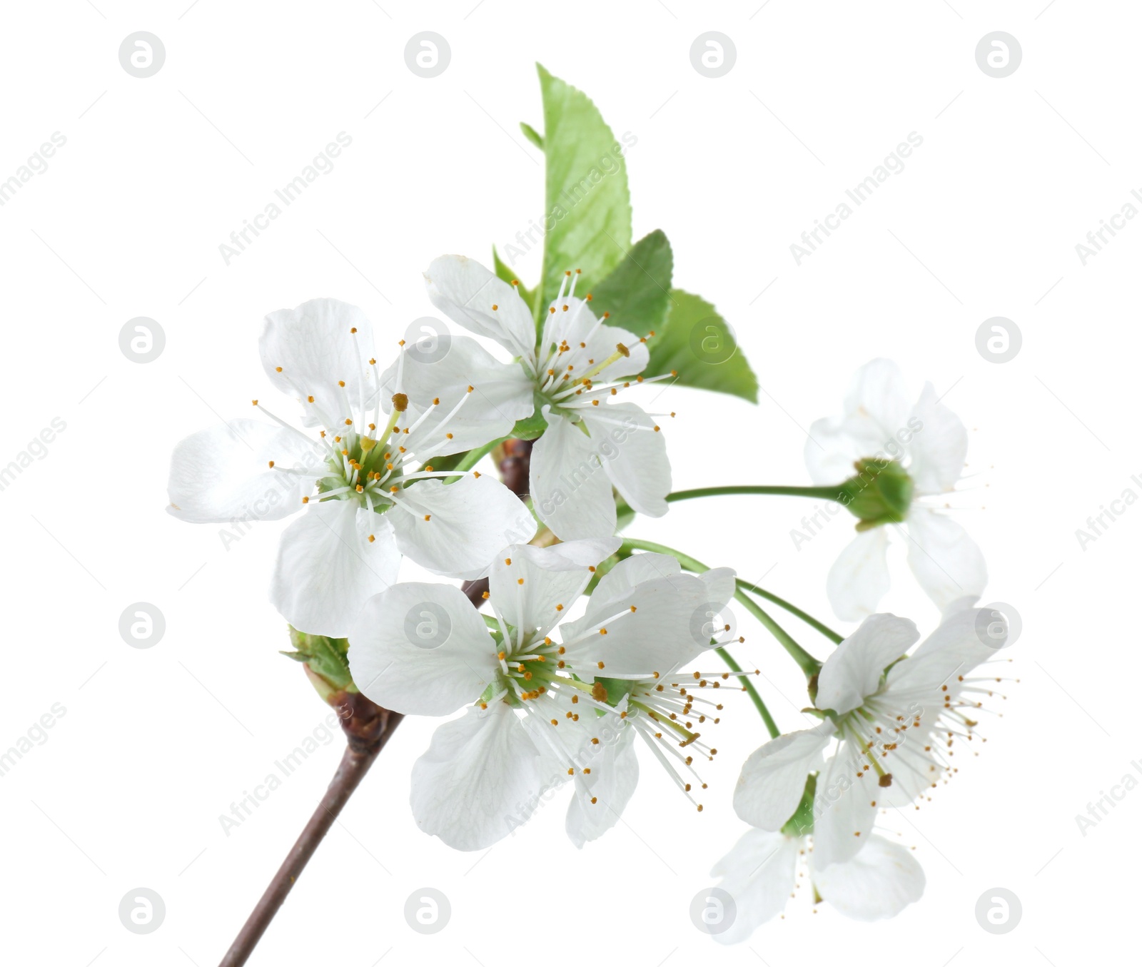 Photo of Spring branch with beautiful blossoms and leaves isolated on white