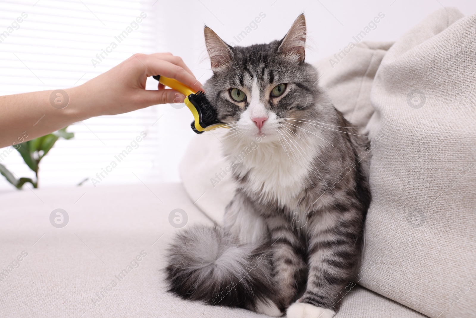 Photo of Woman brushing her cute cat on sofa at home, closeup