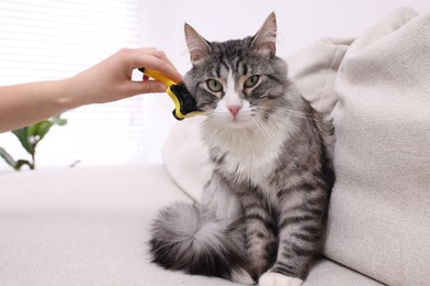 Photo of Woman brushing her cute cat on sofa at home, closeup