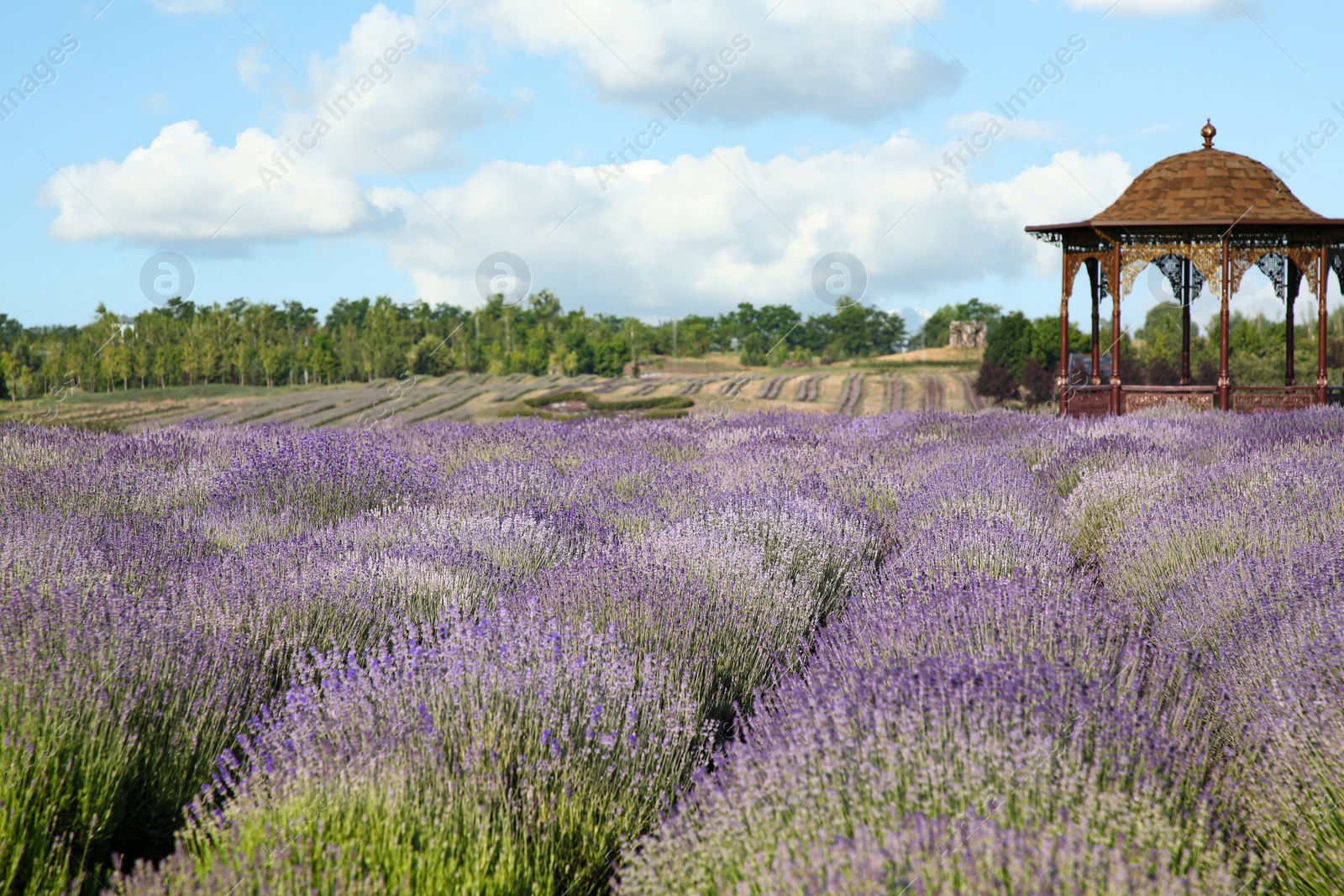 Photo of Beautiful view of blooming lavender growing in field