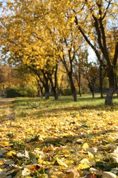 Photo of Beautiful view of autumn park with dry leaves on grass