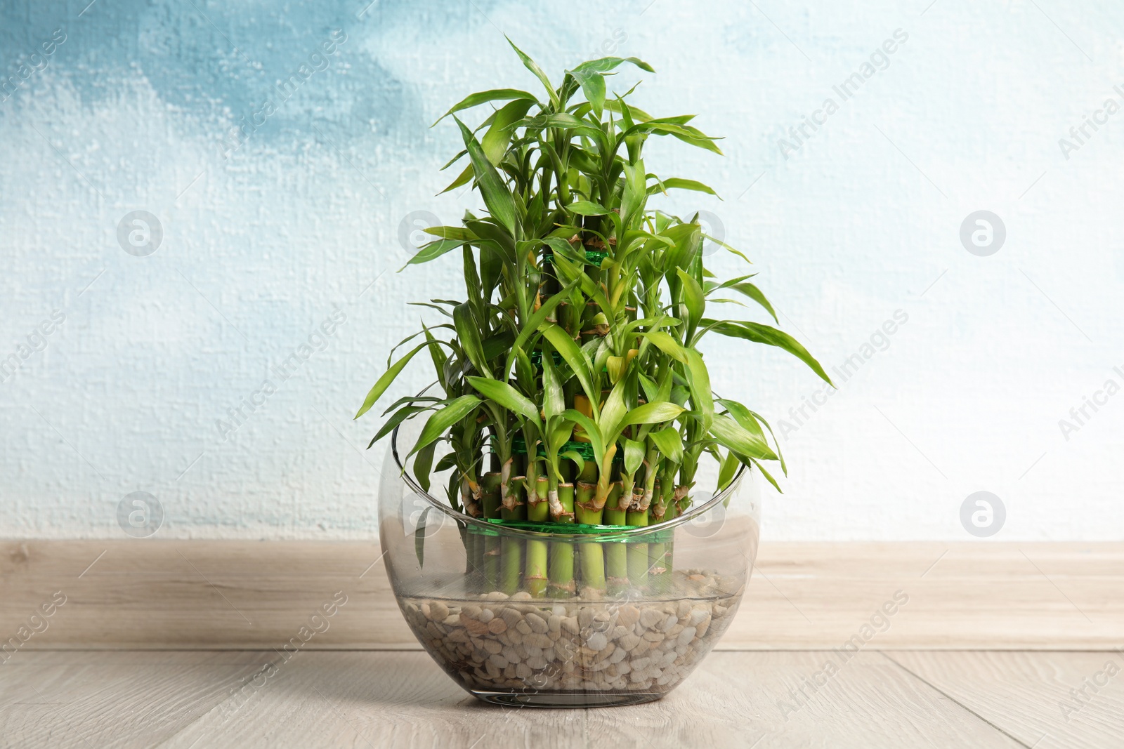 Photo of Green bamboo in glass bowl near color wall