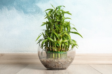 Green bamboo in glass bowl near color wall