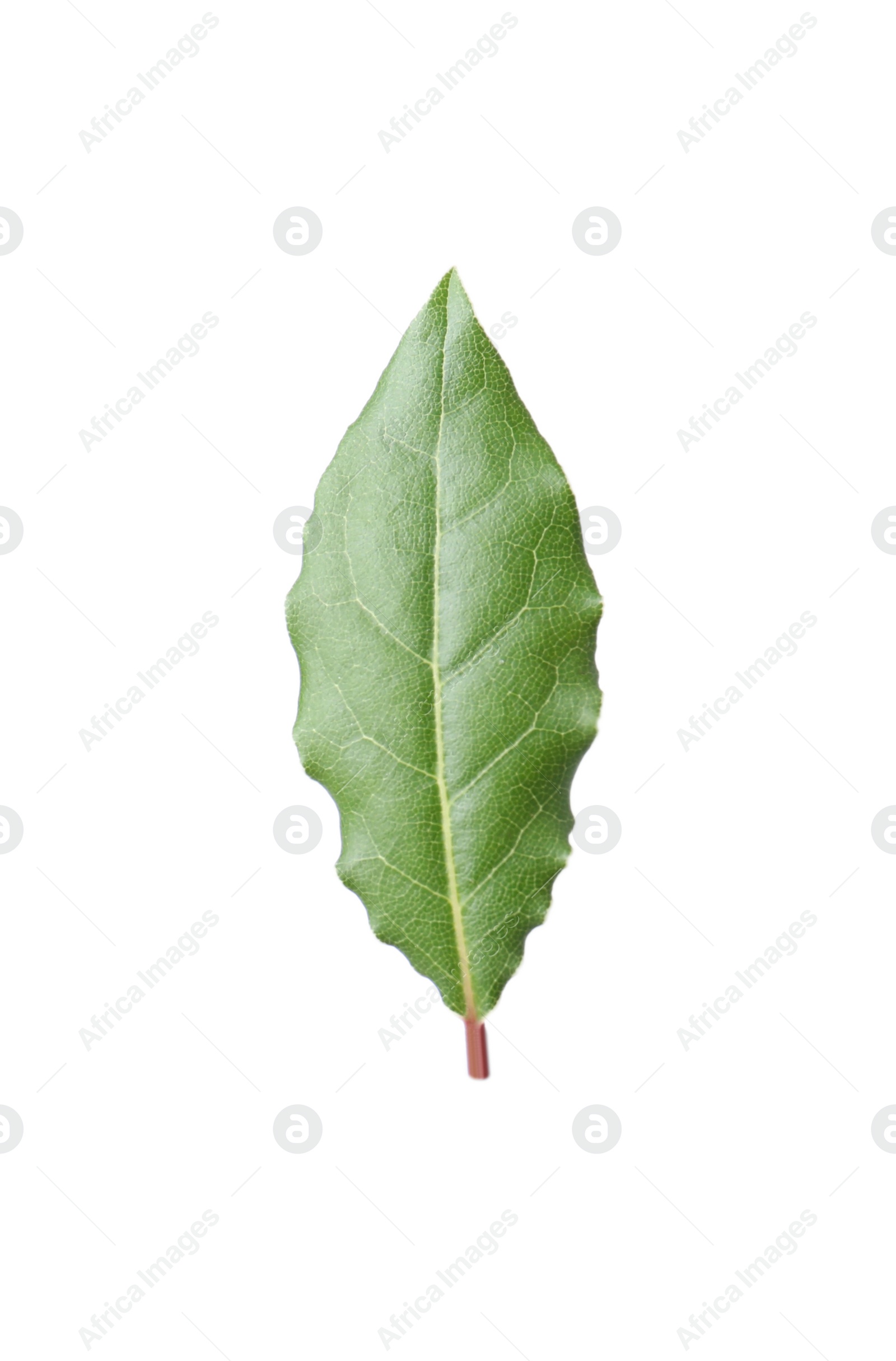 Photo of One fresh bay leaf isolated on white