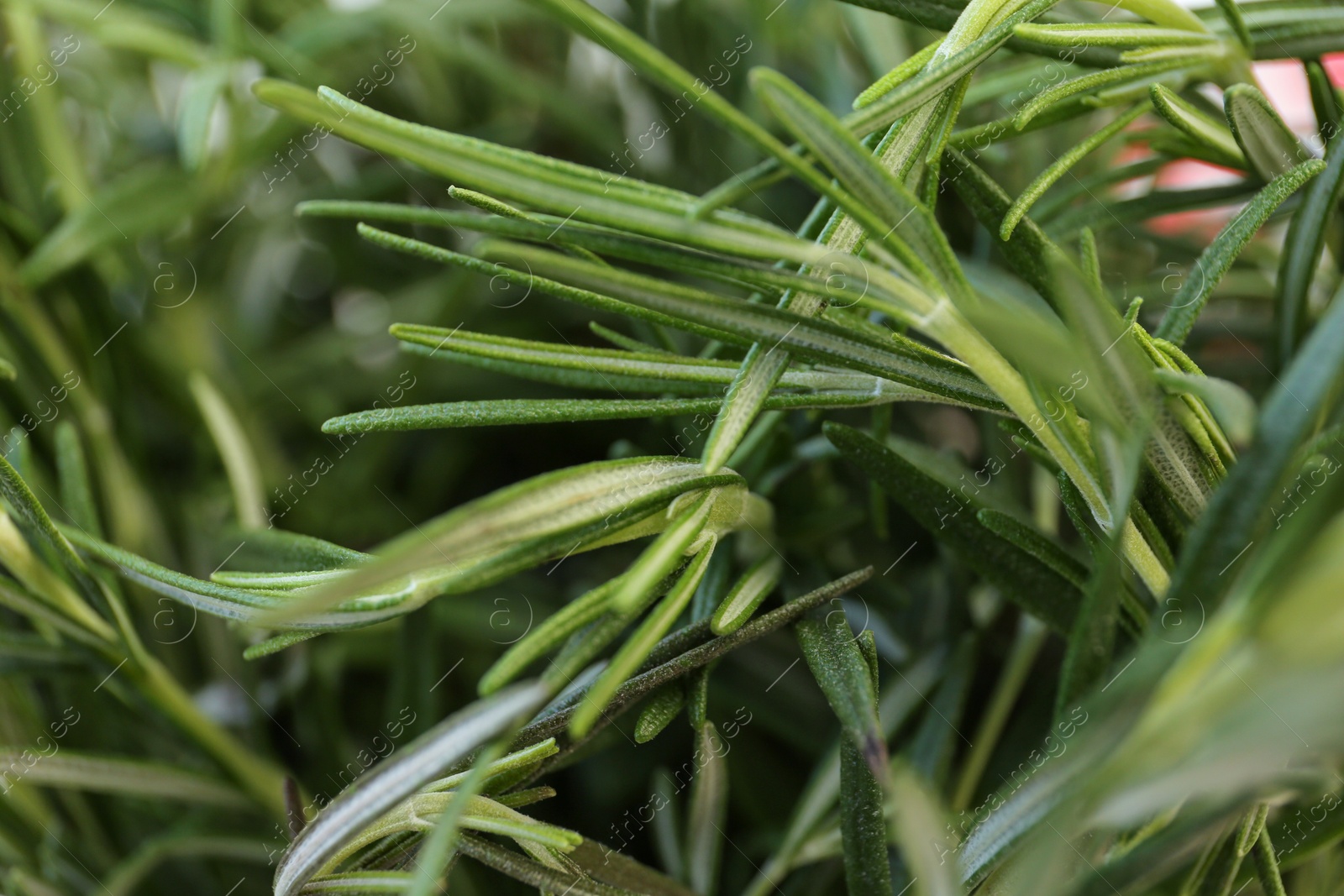 Photo of Closeup view of fresh rosemary as background. Aromatic herb