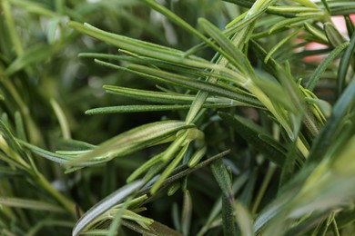 Photo of Closeup view of fresh rosemary as background. Aromatic herb