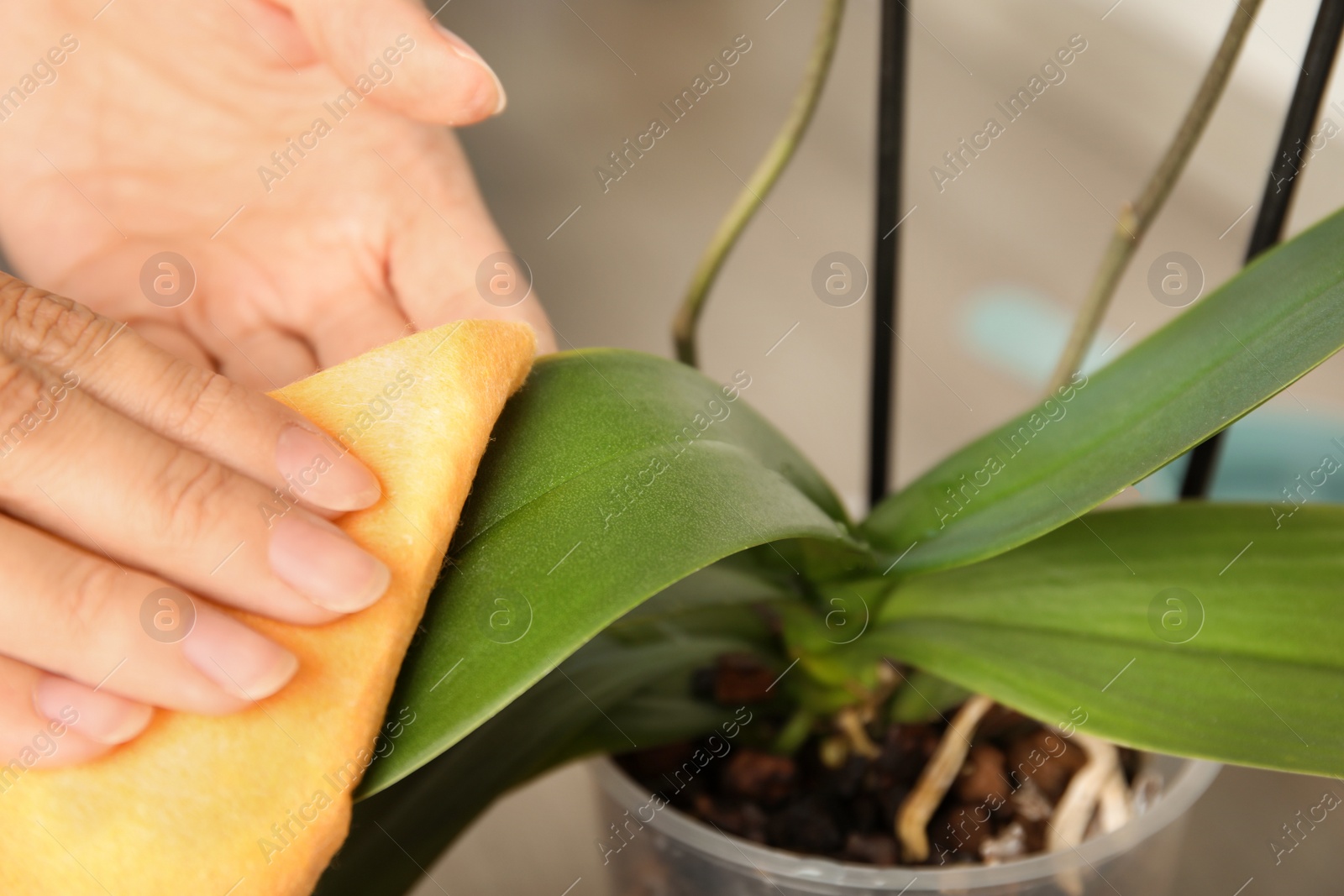 Photo of Woman taking care of orchid plant on window sill, closeup