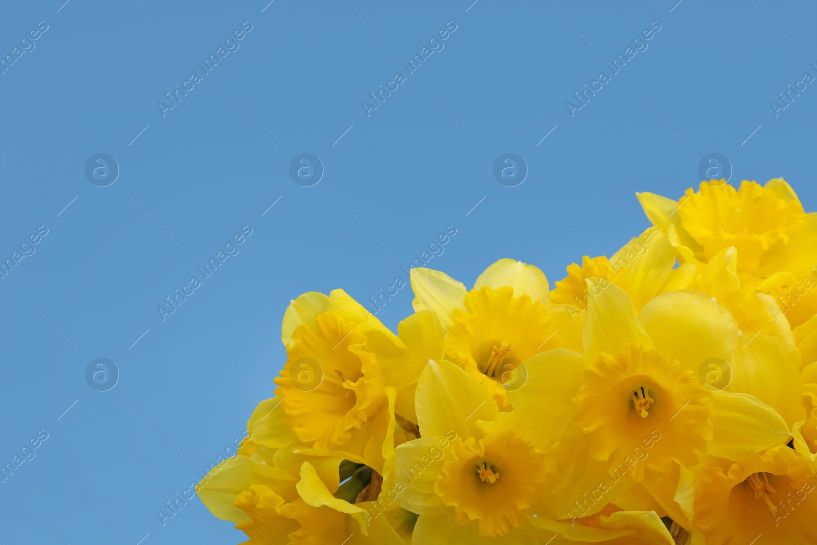 Photo of Beautiful daffodils on blue background, space for text. Fresh spring flowers