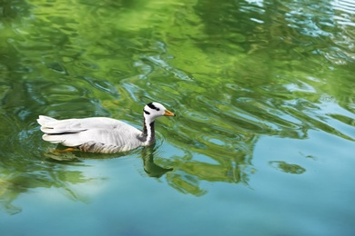 Beautiful goose swimming in pond on sunny day