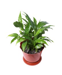 Photo of Potted Spathiphyllum plant with green leaves isolated on white